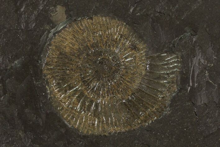 Dactylioceras Ammonite Fossil - Posidonia Shale, Germany #100252